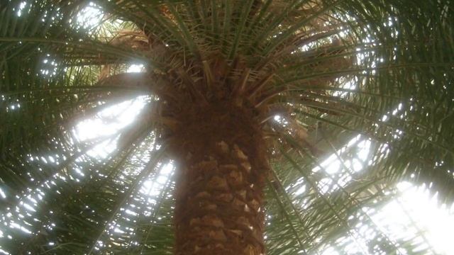 Ботанический сад Санкт-Петербурга Оранжереи сада