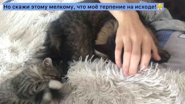 Котенок играет с хвостом большого и грозного кота. Еще немного и точно доиграется!!!