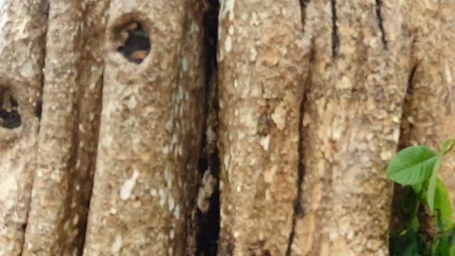Large Lagerstroemia speciosa tree was moved to the construction site .... June 16, 2020 смотреть онлайн
