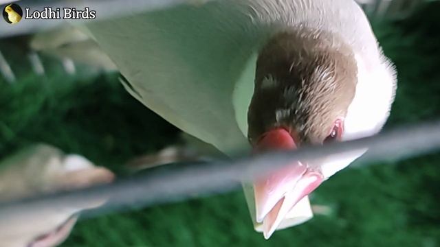 Best Fawn Java Ready For Breed Pairs (Sold Out) | Karachi and Lahore | Urdu/Hindi | Lodhi Birds смотреть онлайн