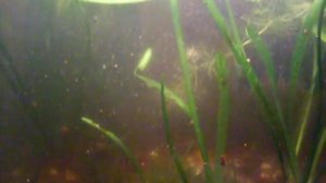 Дафния доморощенная