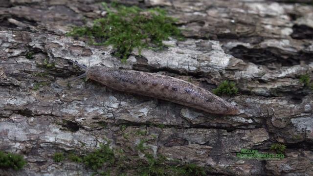 Leopard slug (Limax maximus) смотреть онлайн
