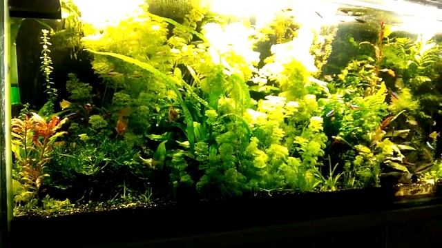 пескопад в аквариуме 2016год смотреть онлайн