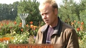 Когда нужно высаживать тюльпаны.
