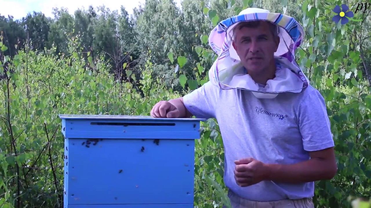 Как я менял пчелиную матку в большой семье смотреть онлайн