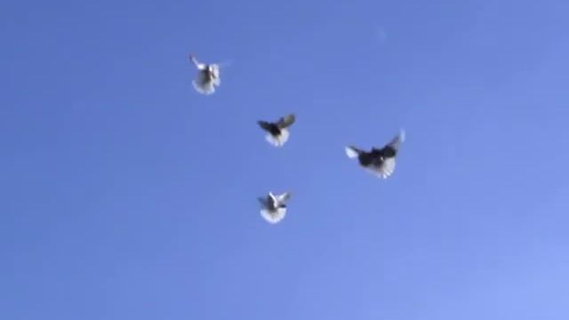 николаевские голуби посадка 13 03 смотреть онлайн