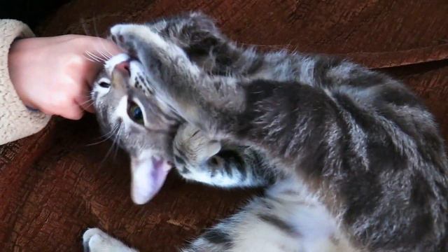 Как Отучить Кошку Кусаться? Вот почему она это делает! #кошка #кот #котенок #кошка кусается смотреть онлайн