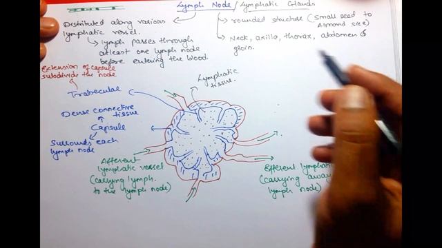 Lymph node (Lymphatic Organ) | Lymphatic System | in Hindi | Bhushan Science смотреть онлайн