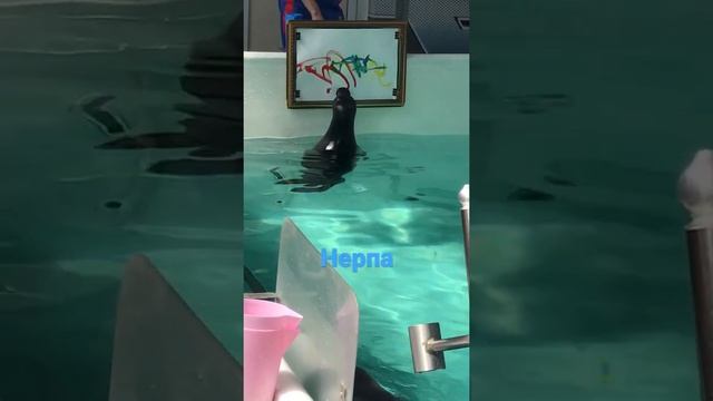 Байкальская нерпа – . Это единственное млекопитающее, которое обитает в озере Байкал смотреть онлайн