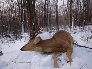 ЗАКРЫТИЕ СЕЗОНА ОХОТЫ НА СИБИРСКУЮ КОСУЛЮ.mp4