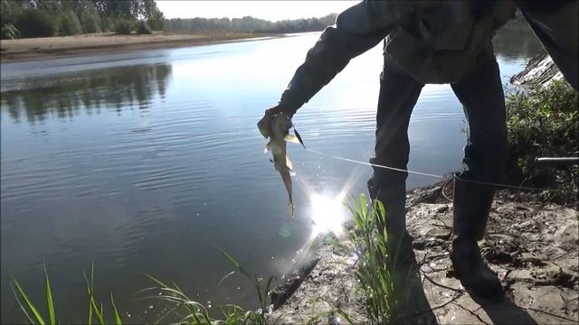 Река, спинниг, природа смотреть онлайн