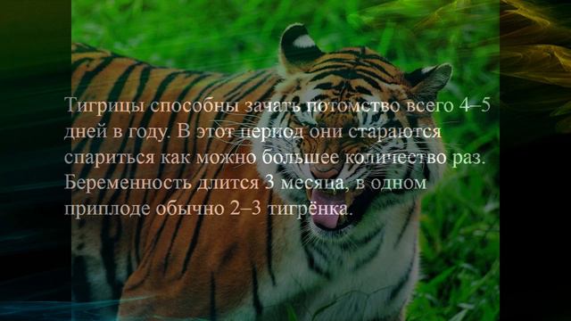 Любопытные факты про тигров. Тигр против льва. Тигр напал на человека смотреть онлайн
