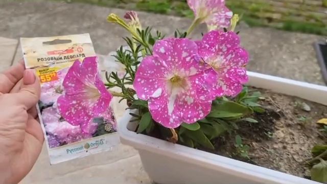 Petunia x hybrids Обзор моих петуний июнь -июль agroni и из Дикси / Фиолетовый леопард смотреть онлайн