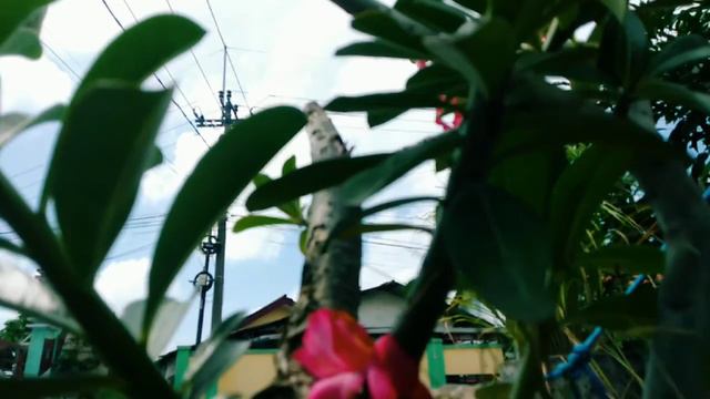 BUNGA ADENIUM OBESUM PINK || BUNGA KAMBOJA ISTIMEWA смотреть онлайн
