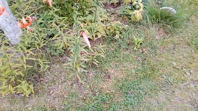 Все еще цветут в начале августа.часть3 смотреть онлайн