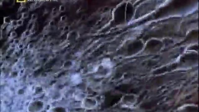 Жизнь до рождения   Животные   In The Womb   Animals