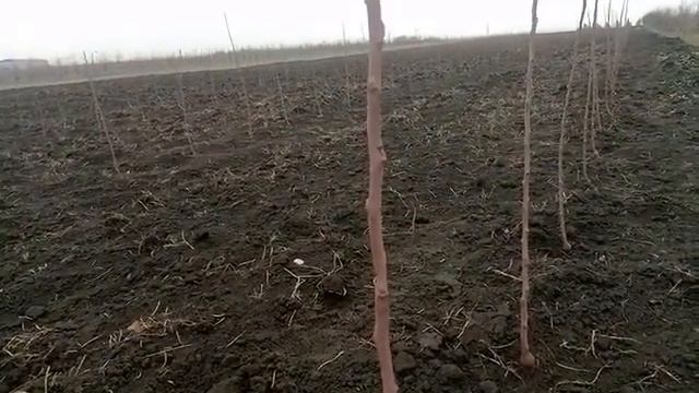 Выбор и подготовка участка под плодовый сад, смотреть онлайн