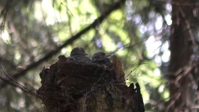 Кормежка дроздят смотреть онлайн