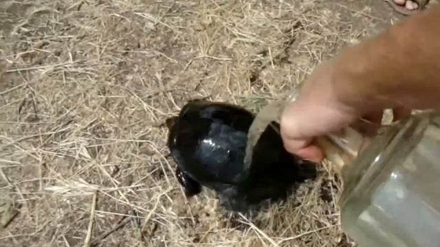 Европейская черепаха смотреть онлайн
