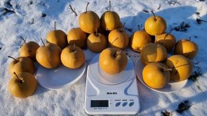ГРУША КИКОСУИ / АЗИАТСКИЕ СОРТА ГРУШ / ЗИМНИЕ СОРТА ГРУШ