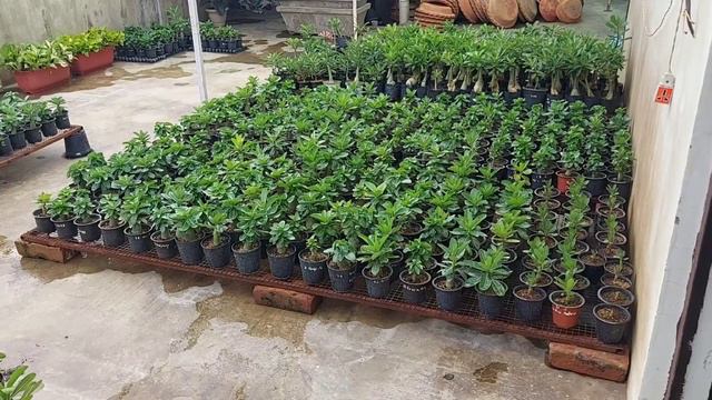 VLOG 173 SALE POST #gulkimehek #adenium #onlineadenium #arabicum #godji #MKMK #onlineadenium смотреть онлайн