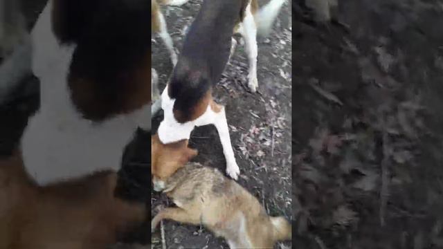 Работа собак РПГ и ЭГ по шакалу смотреть онлайн