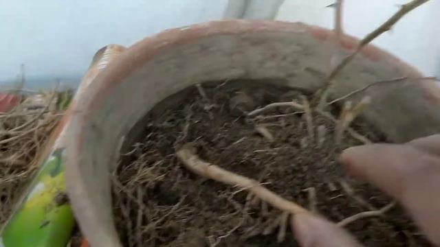 How to get asparagus roots, shatavari plant repot & extract#पौधे से शतावरी कैसे पाएं ? смотреть онлайн