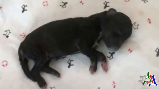 Новорожденного щенка нелюди положили у обочины и скрылись у него даже глаза не успели раскрыться смотреть онлайн