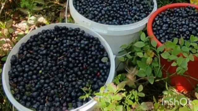 Почому приймають чорниці Оптом в людей оптовики в 2023 році смотреть онлайн