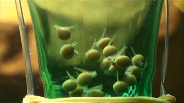 Появление личинок смотреть онлайн