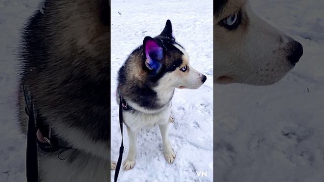 Pomsky F1b Safira смотреть онлайн