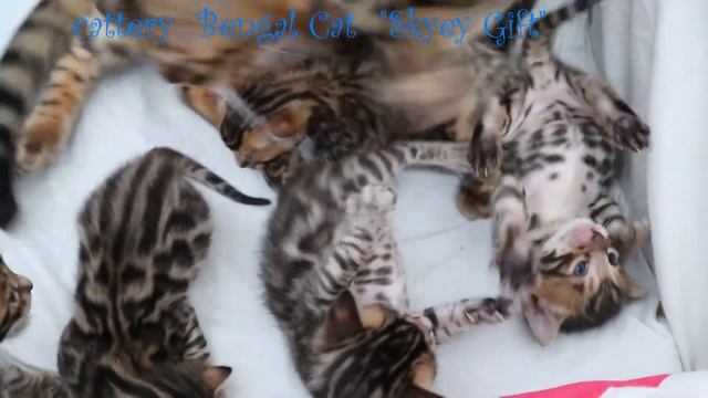 Bengal Kittens Are Open To Reserve . Бенгальские котята, клубные бенгалы, котята породистые .