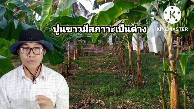 โรคตายพรายในกล้วย!!กล้วยตายพาย!แก้ปัญหาโรคตายพรายในกล้วย#ปลูกปกล้วย#เกษตรกล้วย#โรคตายพรายในกล้วย смотреть онлайн