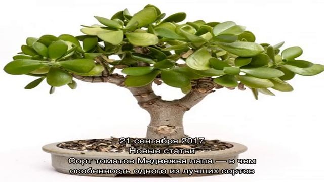 Как выбрать грунт для суккулентов смотреть онлайн