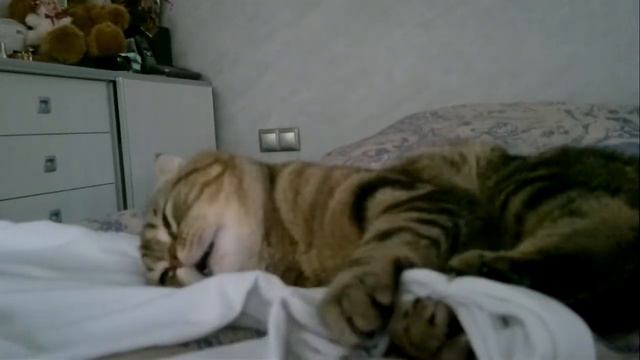 Кот балдеет смотреть онлайн
