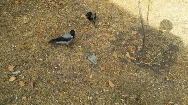 Реакция ворон на голову динозавра!😁🤣😃 смотреть онлайн