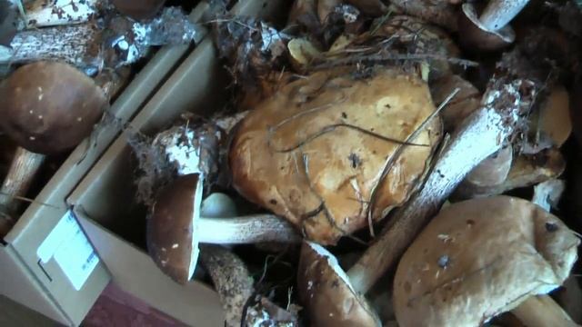 Сбор грибов ? picking mushrooms ? запасы на зиму ❄ заморозка грибов