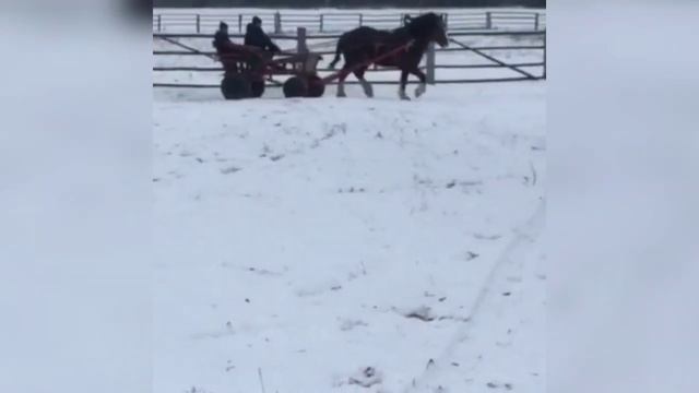 Цыганские лошади смотреть онлайн