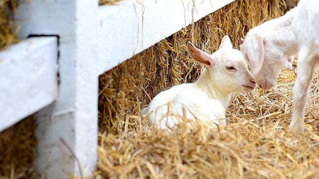 Домашние животные для детей. Звуки животных. Как говорят животные смотреть онлайн