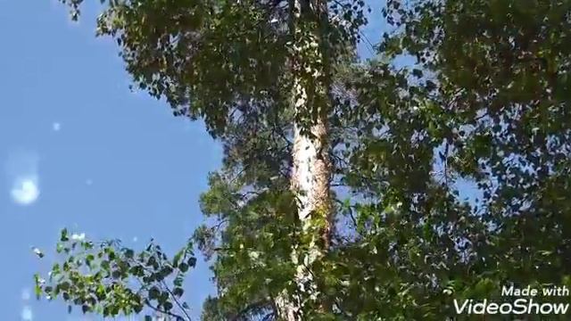 Белая береза смотреть онлайн