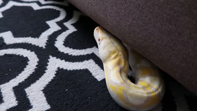 *Slipknot* 4 Year Old Reticulated Python (HOW TO WEIGH AND MEASURE A SNAKE) смотреть онлайн
