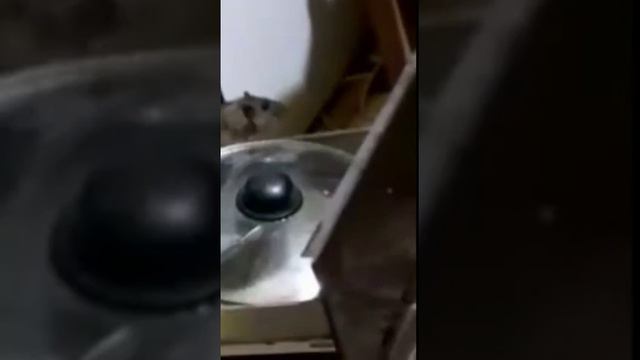 Крысиная смерть. смотреть онлайн