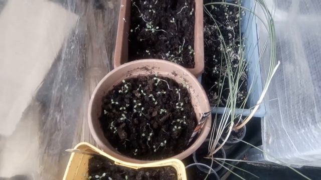 Мимоза к Святому Валентину расцвела и запахла. Другие весенние кустарники пока молчат, но пока зима смотреть онлайн