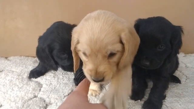 Щенки мальчики 1,5 месяца (Английский кокер спаниель) смотреть онлайн