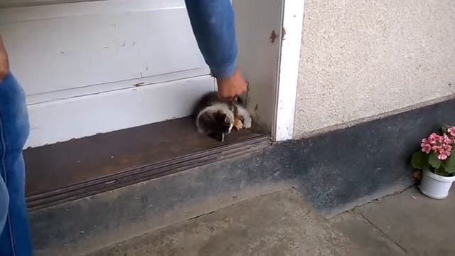 Ленивый кот не мяукает смотреть онлайн