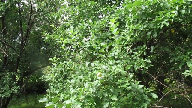 Посеревшее небо... смотреть онлайн