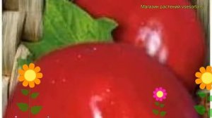 Томат обыкновенный Русская Душа. Краткий обзор, описание характеристик, где купить семена