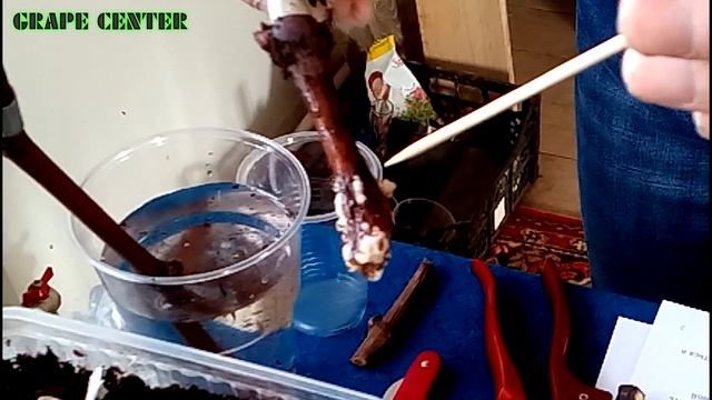 Проращивание черенков винограда. 10-ть секретов успеха от черенка до саженца. смотреть онлайн