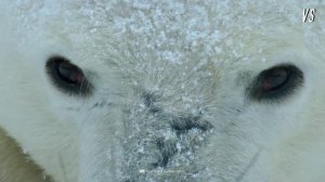 Polar Bear VS Grizzly Bear