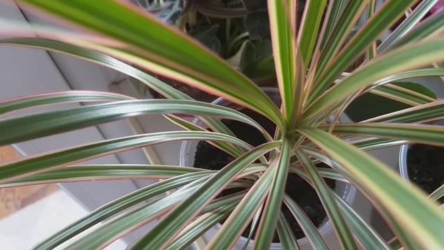 Выращиваю комнатные цветы. Как размножить пальму Драцену дома (продолжение). Чем кормлю свои цветы.